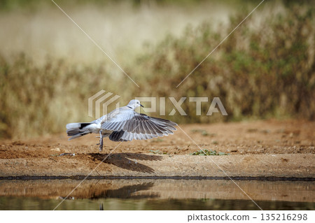 Ring-necked Dove in Greater Kruger National park, South Africa Ring-necked Dove in Greater Kruger National park, South Africa 135216298