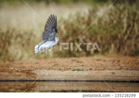 Ring-necked Dove in Greater Kruger National park, South Africa 135216299