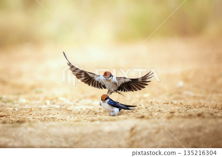 Wire tailed Swallow in Greater Kruger National park, South Africa 135216304