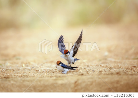 Wire tailed Swallow in Greater Kruger National park, South Africa Wire tailed Swallow in Greater Kruger National park, South Africa 135216305