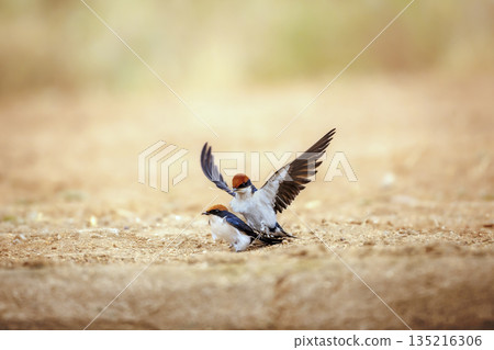 Wire tailed Swallow in Greater Kruger National park, South Africa 135216306