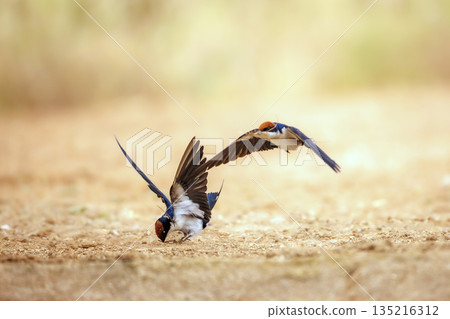 Wire tailed Swallow in Greater Kruger National park, South Africa Wire tailed Swallow in Greater Kruger National park, South Africa 135216312