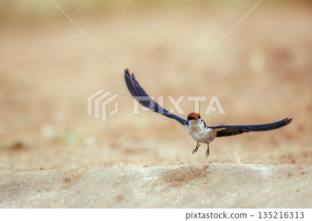 Wire tailed Swallow in Greater Kruger National park, South Africa Wire tailed Swallow in Greater Kruger National park, South Africa 135216313