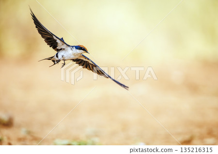 Wire tailed Swallow in Greater Kruger National park, South Africa Wire tailed Swallow in Greater Kruger National park, South Africa 135216315