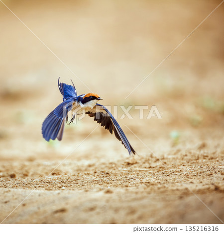 Wire tailed Swallow in Greater Kruger National park, South Africa Wire tailed Swallow in Greater Kruger National park, South Africa 135216316