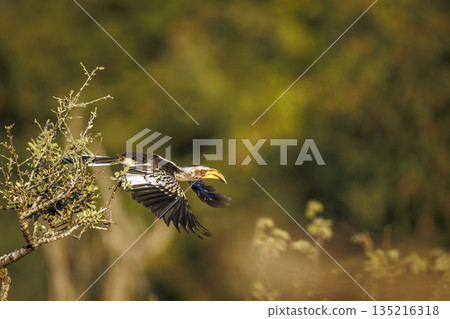 Southern yellow billed hornbill in Greater Kruger National park, South Africa Southern yellow billed hornbill in Greater Kruger National park, South Africa 135216318