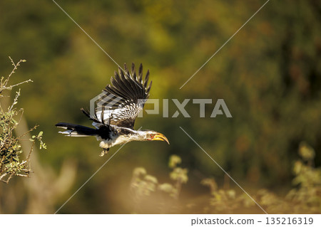 Southern yellow billed hornbill in Greater Kruger National park, South Africa 135216319