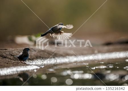 Blue breasted Cordonbleu in Greater Kruger National park, South Africa 135216342