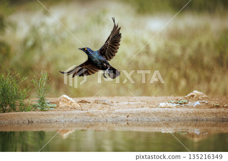 Cape Glossy Starling in Greater Kruger National park, South Africa Cape Glossy Starling in Greater Kruger National park, South Africa 135216349
