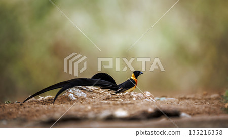 Eastern Paradise Whydah in Greater Kruger National park, South Africa Eastern Paradise Whydah in Greater Kruger National park, South Africa 135216358