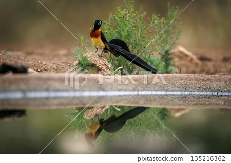 Eastern Paradise Whydah in Greater Kruger National park, South Africa 135216362