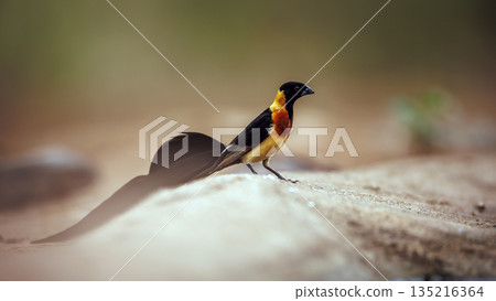 Eastern Paradise Whydah in Greater Kruger National park, South Africa 135216364