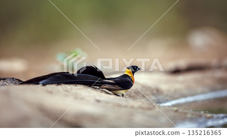 Eastern Paradise Whydah in Greater Kruger National park, South Africa 135216365