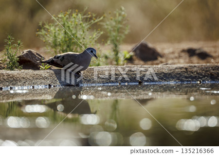 Emerald spotted Wood-Dove in Greater Kruger National park, South Africa 135216366
