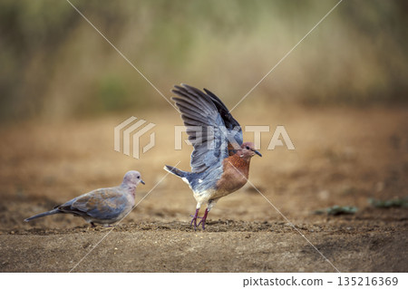 Laughing Dove in Greater Kruger National park, South Africa 135216369