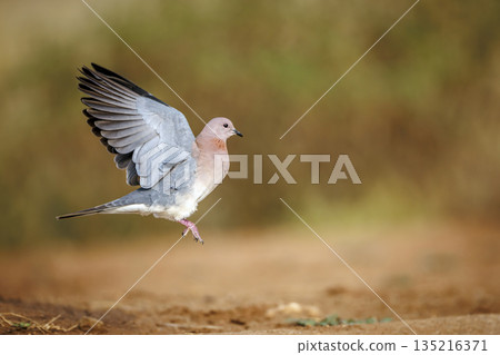 Laughing Dove in Greater Kruger National park, South Africa Laughing Dove in Greater Kruger National park, South Africa 135216371