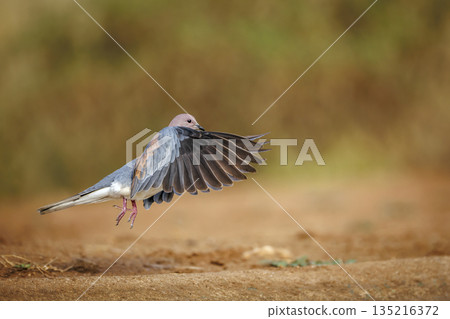 Laughing Dove in Greater Kruger National park, South Africa 135216372