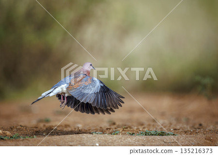 Laughing Dove in Greater Kruger National park, South Africa Laughing Dove in Greater Kruger National park, South Africa 135216373