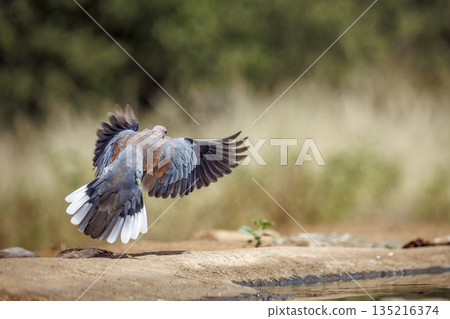 Laughing Dove in Greater Kruger National park, South Africa 135216374
