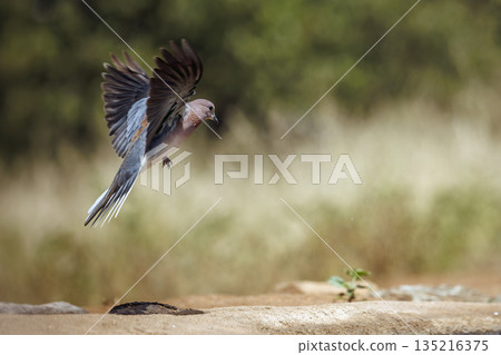 Laughing Dove in Greater Kruger National park, South Africa 135216375