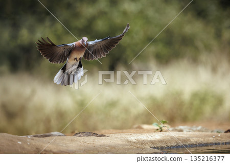Laughing Dove in Greater Kruger National park, South Africa Laughing Dove in Greater Kruger National park, South Africa 135216377