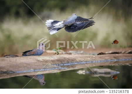 Laughing Dove in Greater Kruger National park, South Africa 135216378