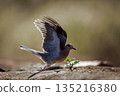 Laughing Dove in Greater Kruger National park, South Africa 135216380