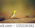 Lesser Masked Weaver in Greater Kruger National park, South Africa 135216382