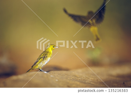 Lesser Masked Weaver in Greater Kruger National park, South Africa Lesser Masked Weaver in Greater Kruger National park, South Africa 135216383