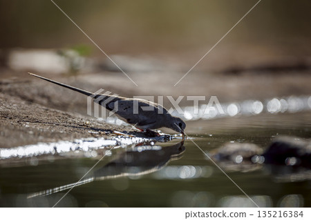 Namaqua Dove in Greater Kruger National park, South Africa 135216384