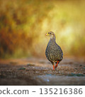 Natal francolin in Greater Kruger National park, South Africa 135216386