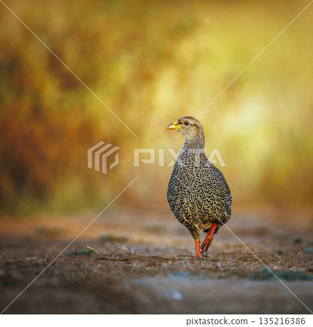 Natal francolin in Greater Kruger National park, South Africa Natal francolin in Greater Kruger National park, South Africa 135216386