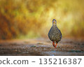 Natal francolin in Greater Kruger National park, South Africa 135216387