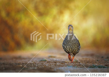 Natal francolin in Greater Kruger National park, South Africa 135216387