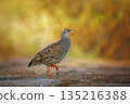 Natal francolin in Greater Kruger National park, South Africa 135216388