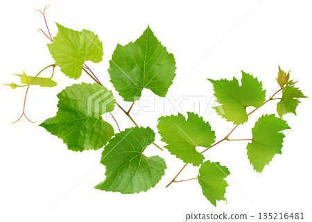 Fresh green grape leaves on vine isolated on white background 135216481