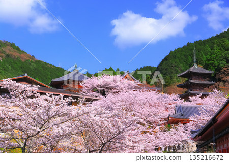 [奈良縣]櫻花盛開的坪坂寺（櫻花大佛） 135216672