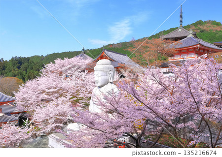[Nara Prefecture] Tsubosaka Temple (Sakura Daibutsu) with cherry blossoms in full bloom 135216674
