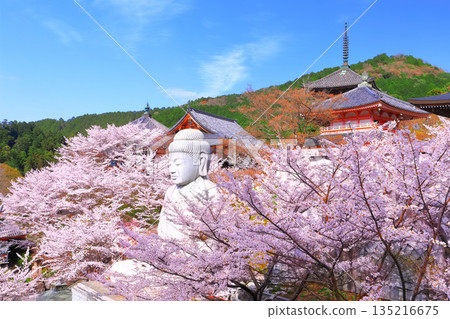 [Nara Prefecture] Tsubosaka Temple (Sakura Daibutsu) with cherry blossoms in full bloom 135216675