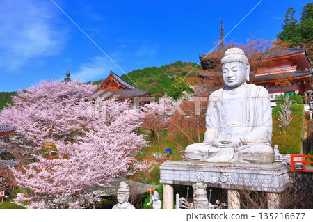 [Nara Prefecture] Tsubosaka Temple (Sakura Daibutsu) with cherry blossoms in full bloom 135216677