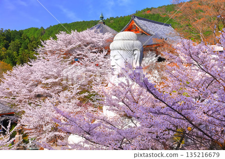 [Nara Prefecture] Tsubosaka Temple (Sakura Daibutsu) with cherry blossoms in full bloom 135216679