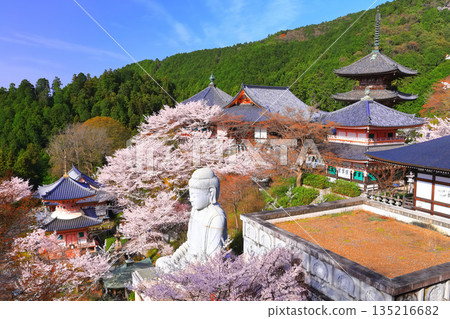 [Nara Prefecture] Tsubosaka Temple (Sakura Daibutsu) with cherry blossoms in full bloom 135216682