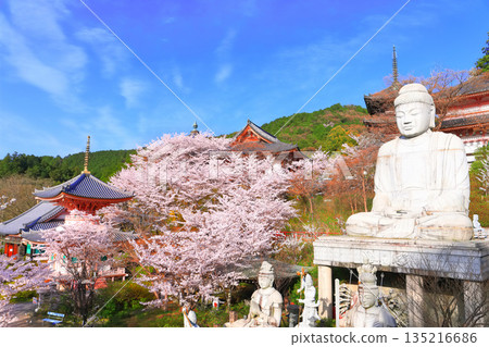 [Nara Prefecture] Tsubosaka Temple (Sakura Daibutsu) with cherry blossoms in full bloom 135216686
