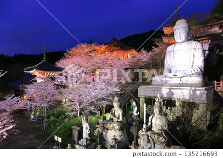 [奈良縣]櫻花盛開的坪坂寺夜景（櫻花大佛） 135216693