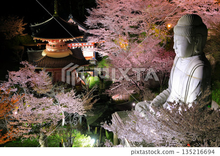 [Nara Prefecture] Night view of Tsubosaka Temple with cherry blossoms in full bloom (Sakura Daibutsu) 135216694