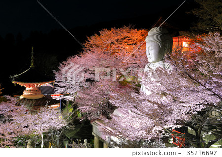 [奈良縣]櫻花盛開的坪坂寺夜景（櫻花大佛） 135216697