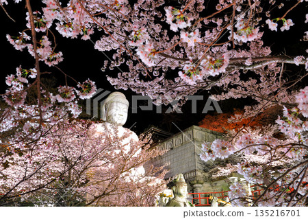[Nara Prefecture] Night view of Tsubosaka Temple with cherry blossoms in full bloom (Sakura Daibutsu) 135216701