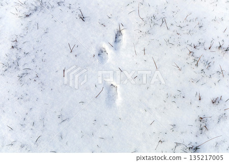 Animal paw tracks in snow on winter grass. Animal paw tracks in snow on winter grass. 135217005