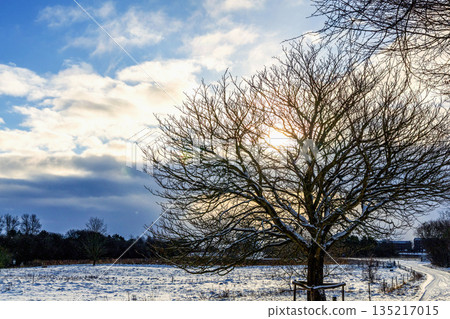 Winter landscape with tree in foreground and snowy field. Winter landscape with tree in foreground and snowy field. 135217015