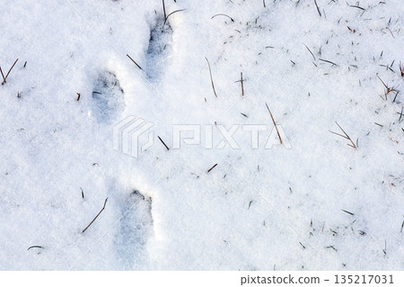 Wild animal footprints in snowy grass during winter Wild animal footprints in snowy grass during winter 135217031
